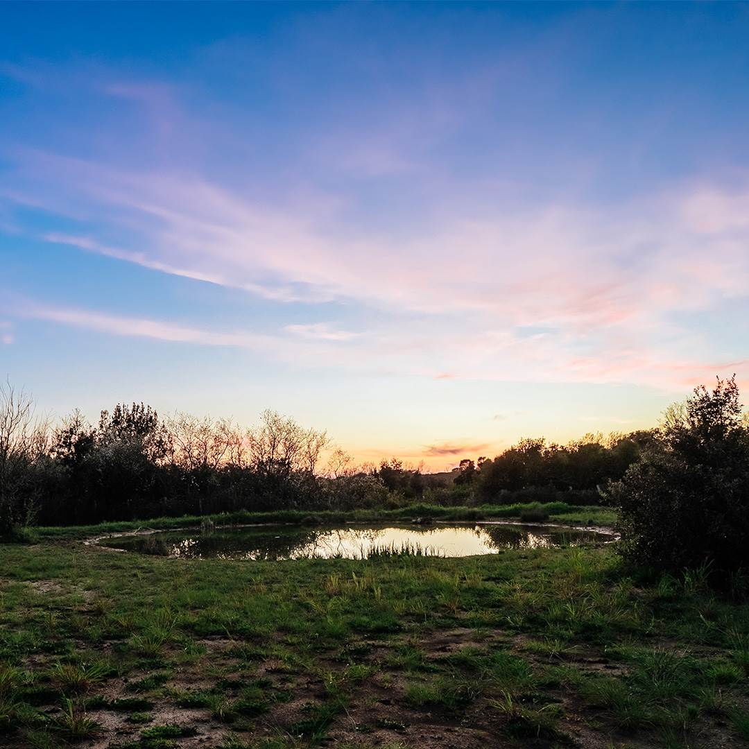 oasi | stagno