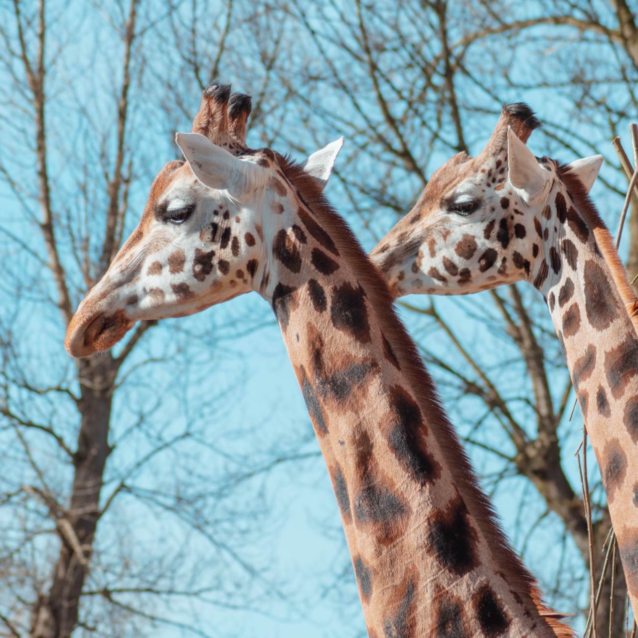 cheshire_travel_diary